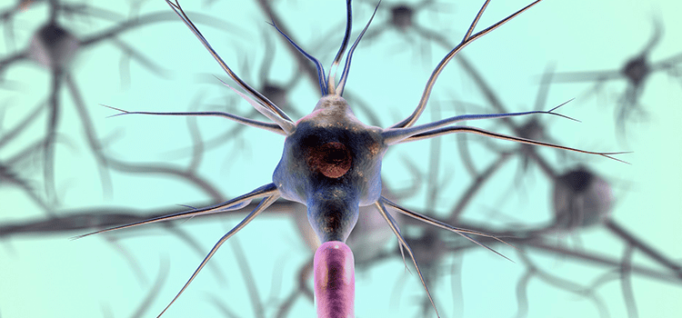 Descubren un nuevo tipo de sinapsis en el cerebro2