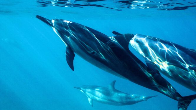 Los delfines protegen su cerebro al nadar