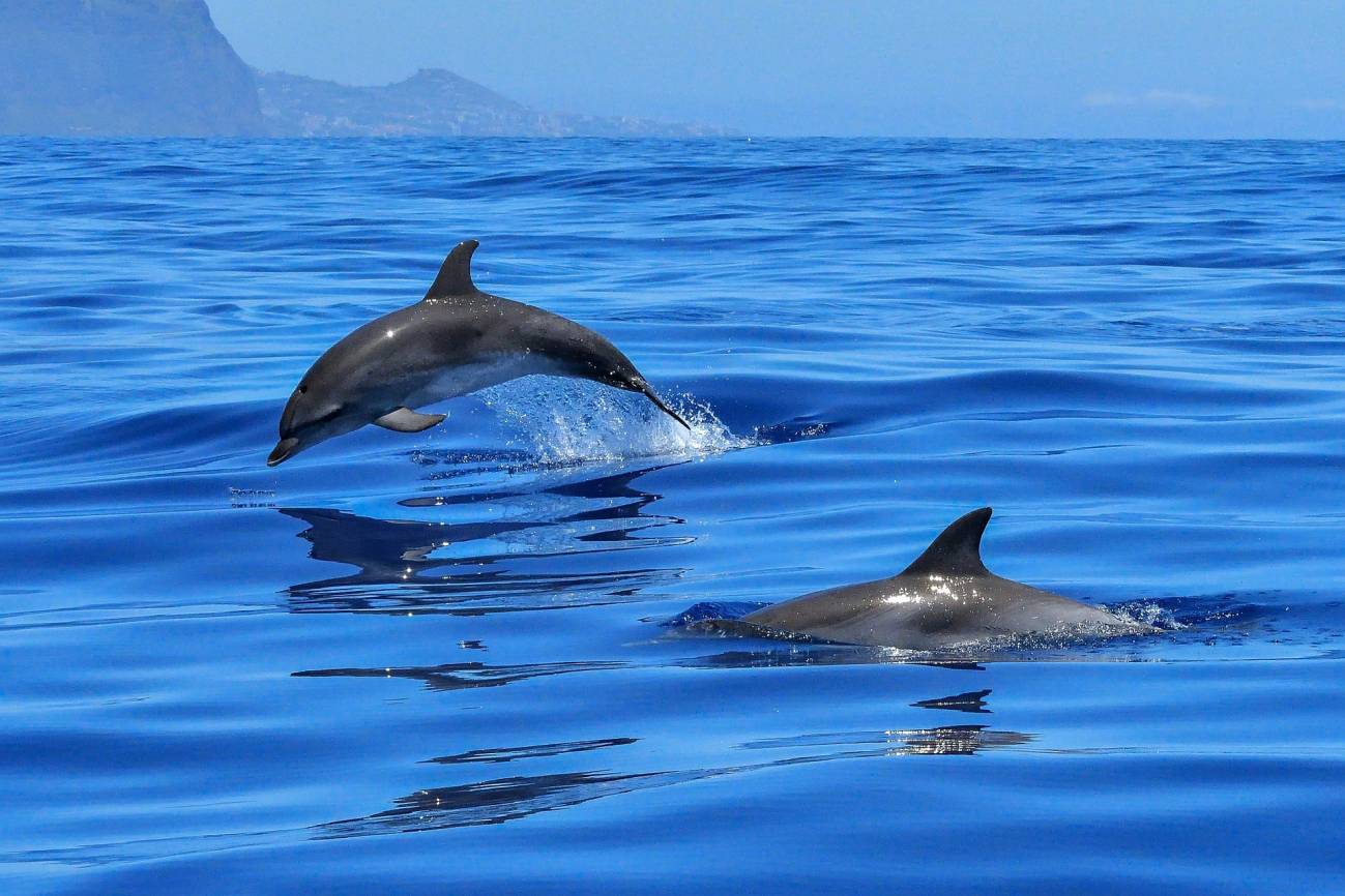 Los delfines protegen su cerebro al nadar1