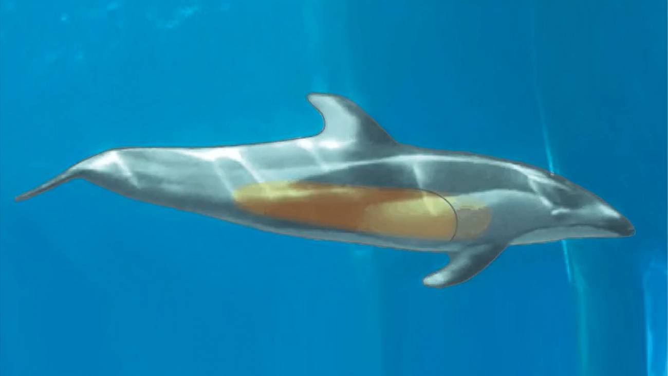Los delfines protegen su cerebro al nadar3