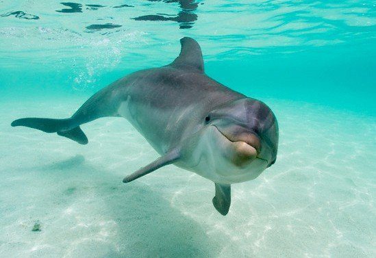 Los delfines protegen su cerebro al nadar5