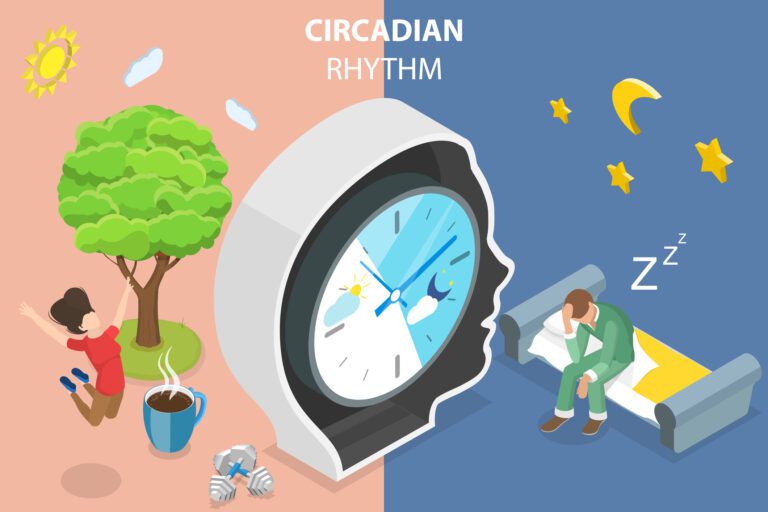 Los ritmos circadianos influyen en nuestro bienestar4