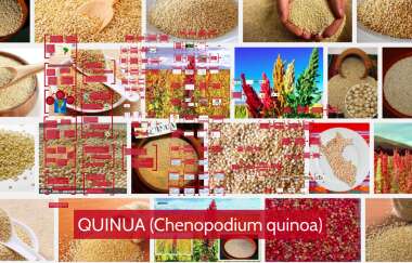 Variedades de quinoa estrategias para afrontar la sequia3