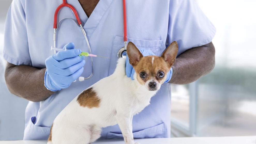 Nueva vacuna contra la leishmaniasis canina3