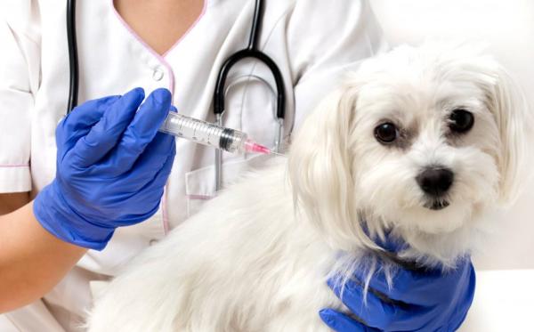 Nueva vacuna contra la leishmaniasis canina4