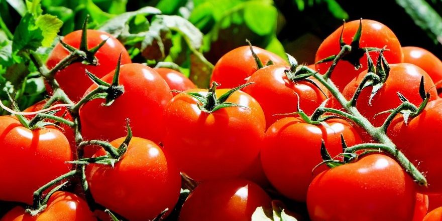 Crear tomates resistentes