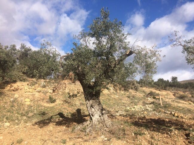 Apadrina un olivo abandonado